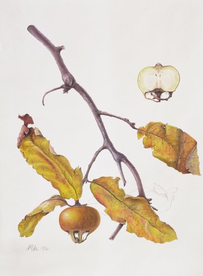 Medlar by Margaret Ann Eden